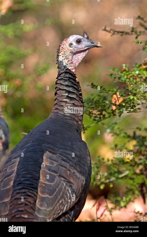 Eastern Wild Turkey Stock Photo - Alamy