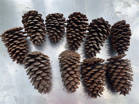 10 Medium Pinecones Medium Virginia Pine Cones Kids Craft Etsy