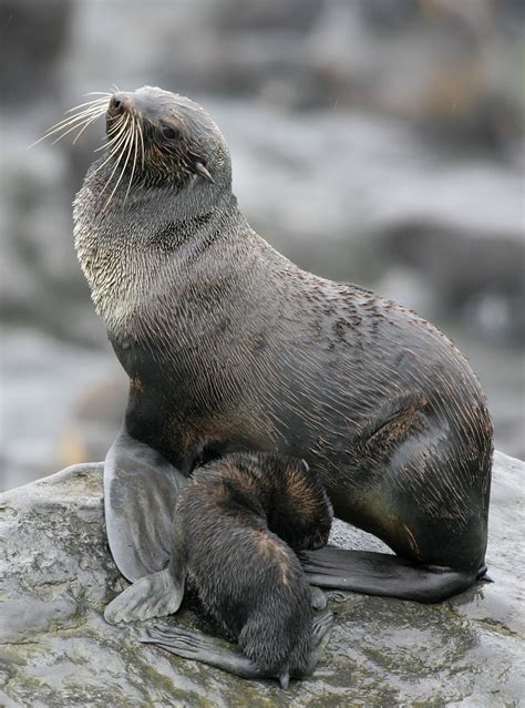 Northern Fur Seals Alaska Public Media