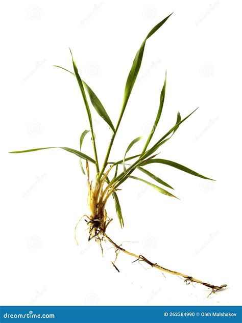 Weed Wheatgrass With Root Isolated On White Stock Photo Image Of