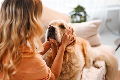 Emprunte mon toutou une plateforme pour chiens et maîtres heureux