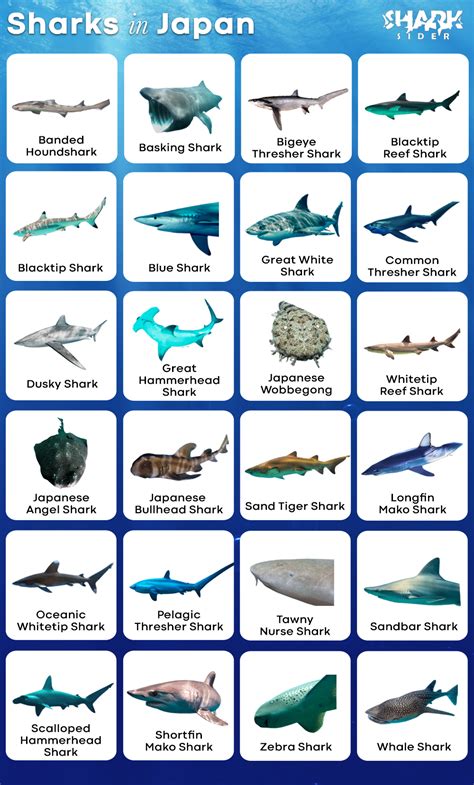 List Of Sharks In Japan With Pictures