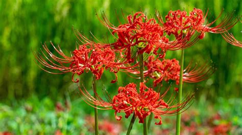 How To Grow And Care For Spider Lily Lycoris Planet