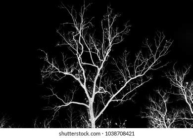 Naked Tree Branches On Black Background Stock Photo