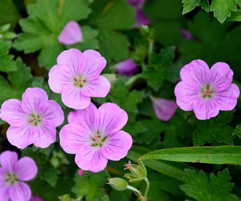 Hardy Geranium Varieties 15 Cranesbills For Every Garden Homes And Gardens