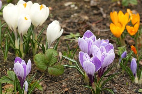 Types Of Crocus Bulbs - Learn About Different Spring And Fall Blooming Crocus | Gardening Know How