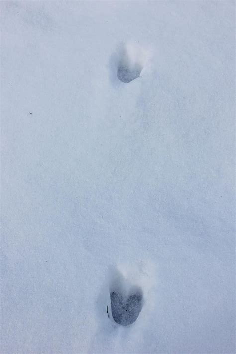 Animal Tracks In The Snow In Western Maine