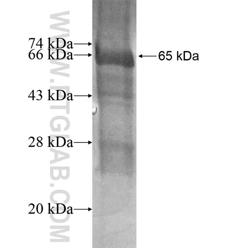 PCDHGB1 Fusion Protein Ag16429 Proteintech