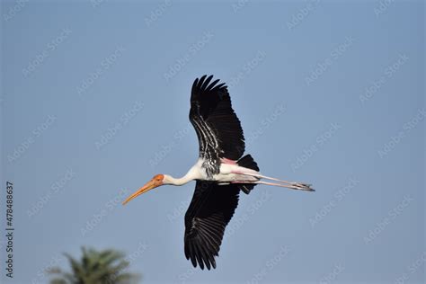 Hyderabad zoo Stock Photo | Adobe Stock