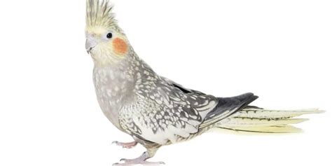 Average Cockatiel Prices And Associated Costs Your Parrot Cage