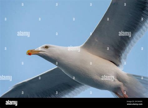 A Close Up Portrait Of Seagull In Flight Svolvaer Lofoten Islands