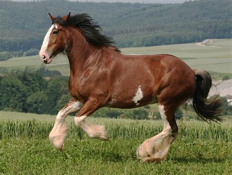 Caballo Clydesdale 】 Características Peso Precio 2019