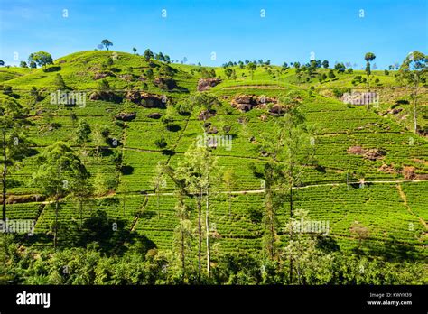 Nuwara Eliya Tea Plantation In Sri Lanka Nuwara Eliya Is The Most