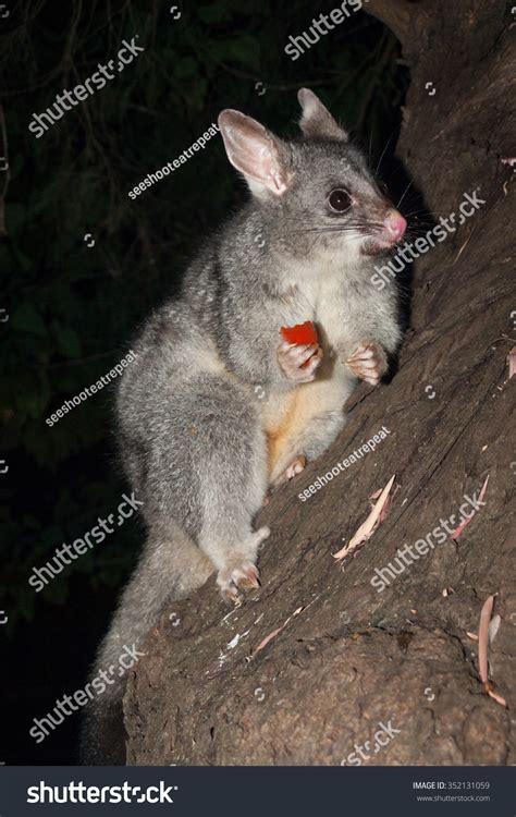 Australian Bush Tailed Possum Eating Fruit Stock Photo 352131059 ...