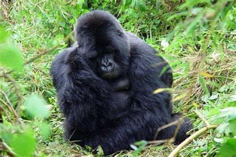 Gambar Diri Sepasang Gorilla Drc Viral Di Internet Antara News