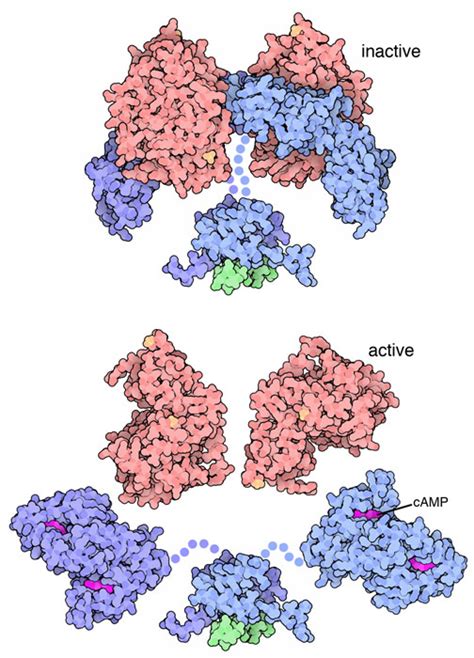 Pdb Molecule Of The Month Camp Dependent Protein Kinase Pka