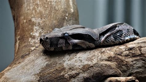 Serpiente Boa Características Hábitat Alimentación Y Reproducción