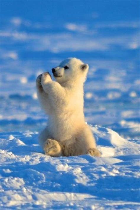 Cute Polar Bear Cub : r/Eyebleach