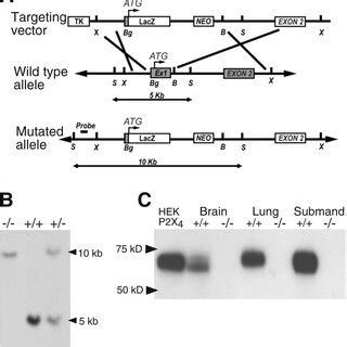 Targeted Disruption Of The Mouse P2X 4 Gene A Maps Of The P2X 4