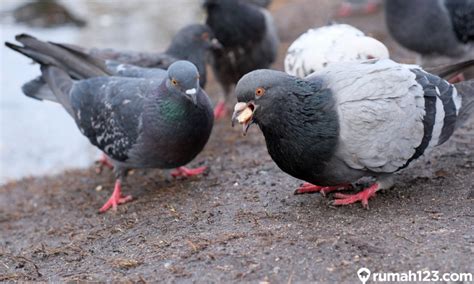 5 Makanan Burung Merpati Terbaik Yang Bernutrisi Bikin Sehat