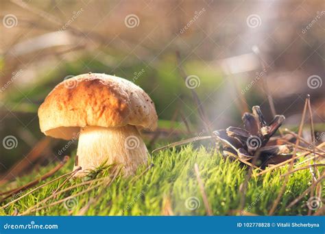 Beautiful Fresh Edible Mushrooms Porcini Mushrooms In The Woods Stock