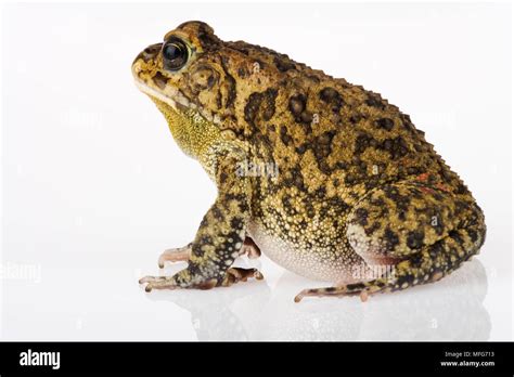 Guttural Toad Bufo Gutturalis Side View Of Toad Southern Africa Stock