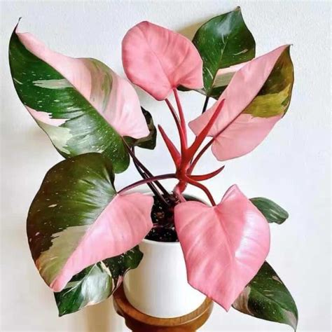 The Ultimate Guide To Philodendron Pink Princess Plant Care