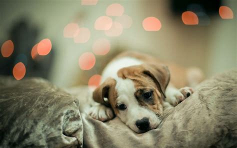 Sad Dogs Wallpapers - Wallpaper Cave