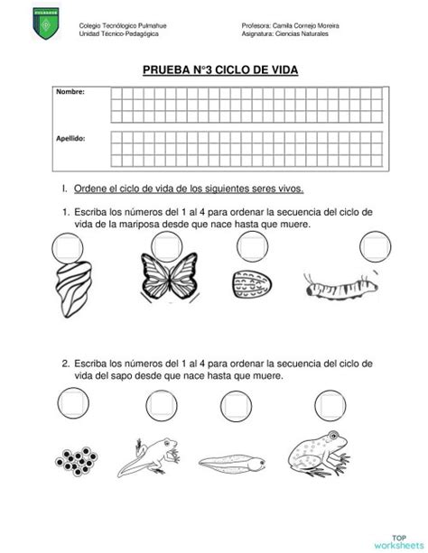 Evaluacion N°3 Ciclo De Vida Ficha Interactiva Topworksheets