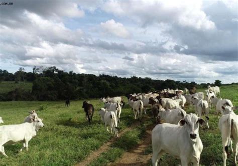 Fazendas à venda na Zona Rural em Ubatã Chaves na Mão