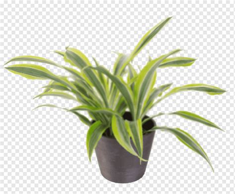 Plantas Samambaia Das Aves Planta De Casa Chlorophytum Comosum