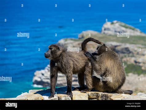 Baboon mating hi-res stock photography and images - Alamy