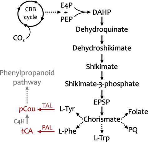 Schematic Overview Of Shikimate Pathway For Biosynthesis Of Aromatic