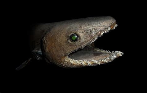 FAO sheds light on deep-sea sharks