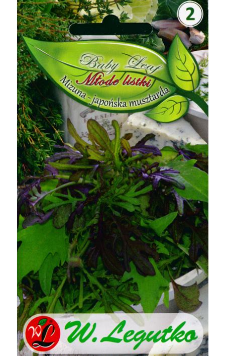 Japanese Leafy Cabbage Mizuna Seeds Buy Online Mail Delivery