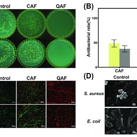 Antibacterial Properties Of Hydrogels A The Counter Board Pictures