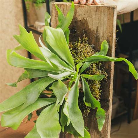 Staghorn Fern Platycerium Bifurcatum Care Growth And More