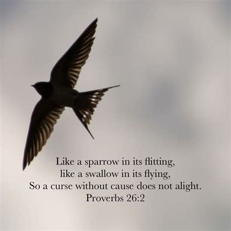 Proverbs Like A Sparrow In Its Flitting Like A Swallow In Its