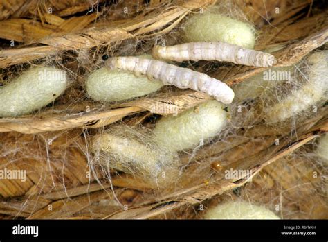 Insects Silk Moth Larvae Stock Photo Alamy