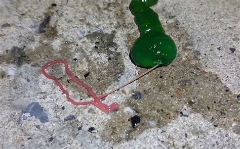 Video of Hellish Mystery Worm Spotted in Taiwan