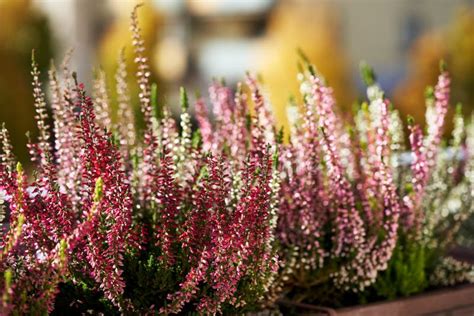 Blooming Heather Or Calluna Vulgaris Plant On The Balcony In Autumn