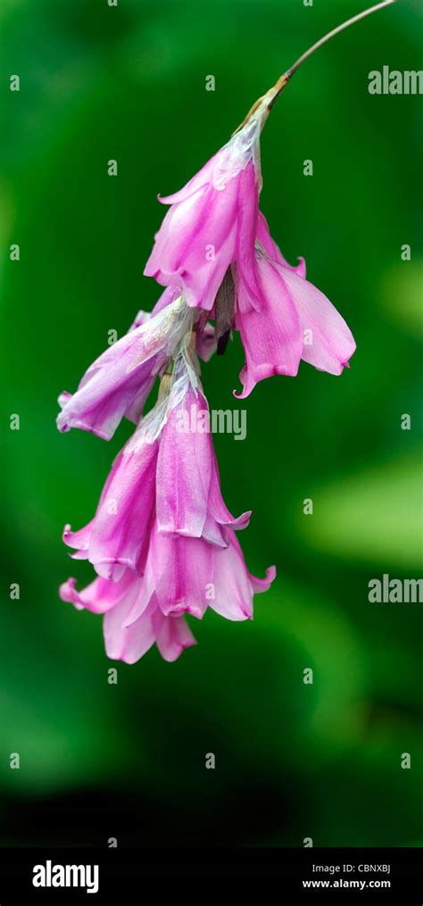 Dierama Pulcherrimum Closeup Bright Pink Petals Flowers Summer