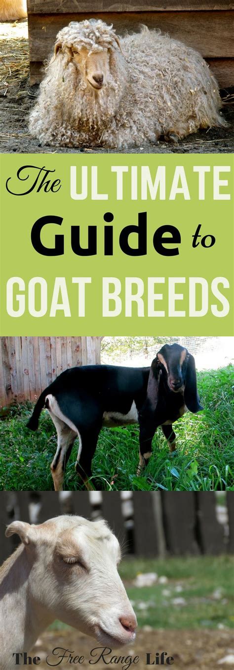 The Ultimate List of Goat Breeds for Your Farm - The Free Range Life ...