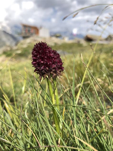 Schwarzes Kohlröschen alpine Unterart Nigritella nigra Flickr