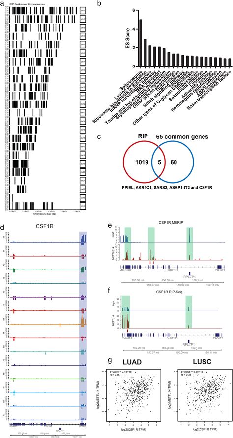 Rna M A Methyltransferase Mettl Promotes The Procession Of Nonsmall