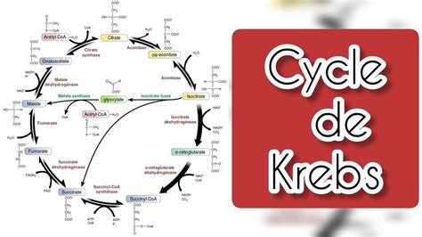 Cycle De Krebs Cycle D Acide Citrique Youtube