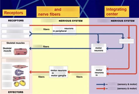 Nervous System I Receptors & neural pathways Diagram | Quizlet