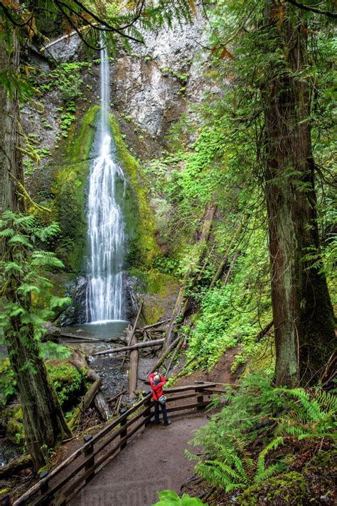 Waterfall On The Marymere Falls Trail Quinault Rain Forest Olympic National Park Unesco World