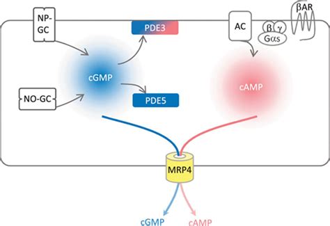 Cyclic Gmp In Vascular Relaxation Arteriosclerosis Thrombosis And