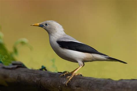 64 White Headed Starling Sturnia Erythropygius Indian Islands Of